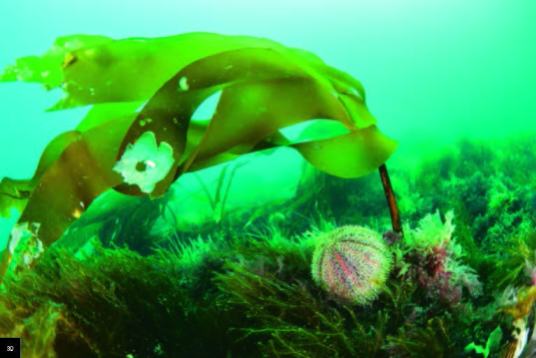 Large forests of kelp: ecosystems that feed and protect