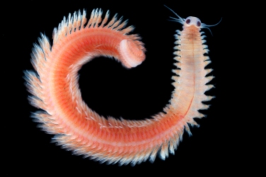 During sexual reproduction, the normally benthic crawling worms, become pelagic and swim freely in the water column. These specimen were caught during a night plankton tow, in the lagoon of Gambier Islands.
