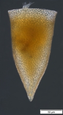 Cyttarocyliscassismorphotypetara70-John-Dolan