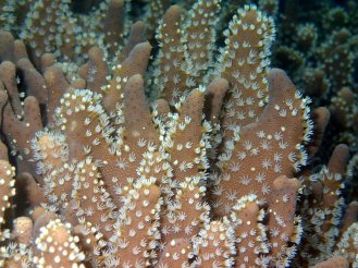 Corals are heavily threatened by climate change and environmental perturbations
